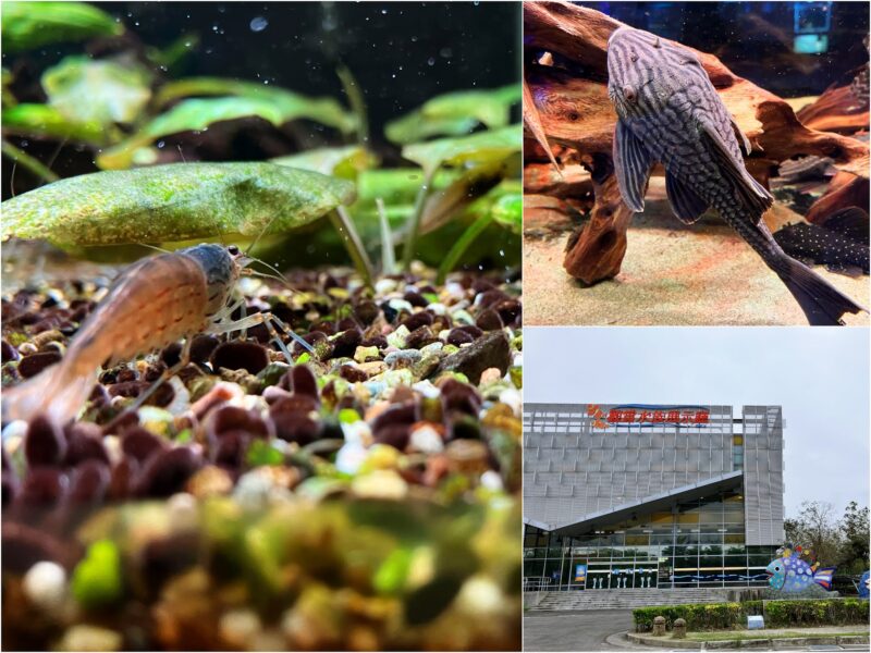 屏東長治景點-農業生物科技園區-觀賞水族展示廳-大型水族館-親子遊的好去處